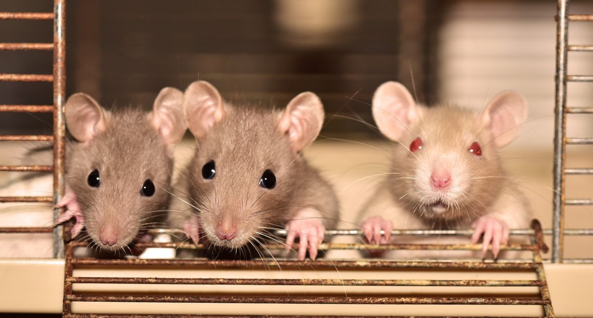 why rats make the best pets for children fluffy family fun